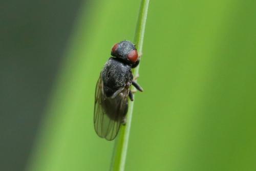 Lipara sp.